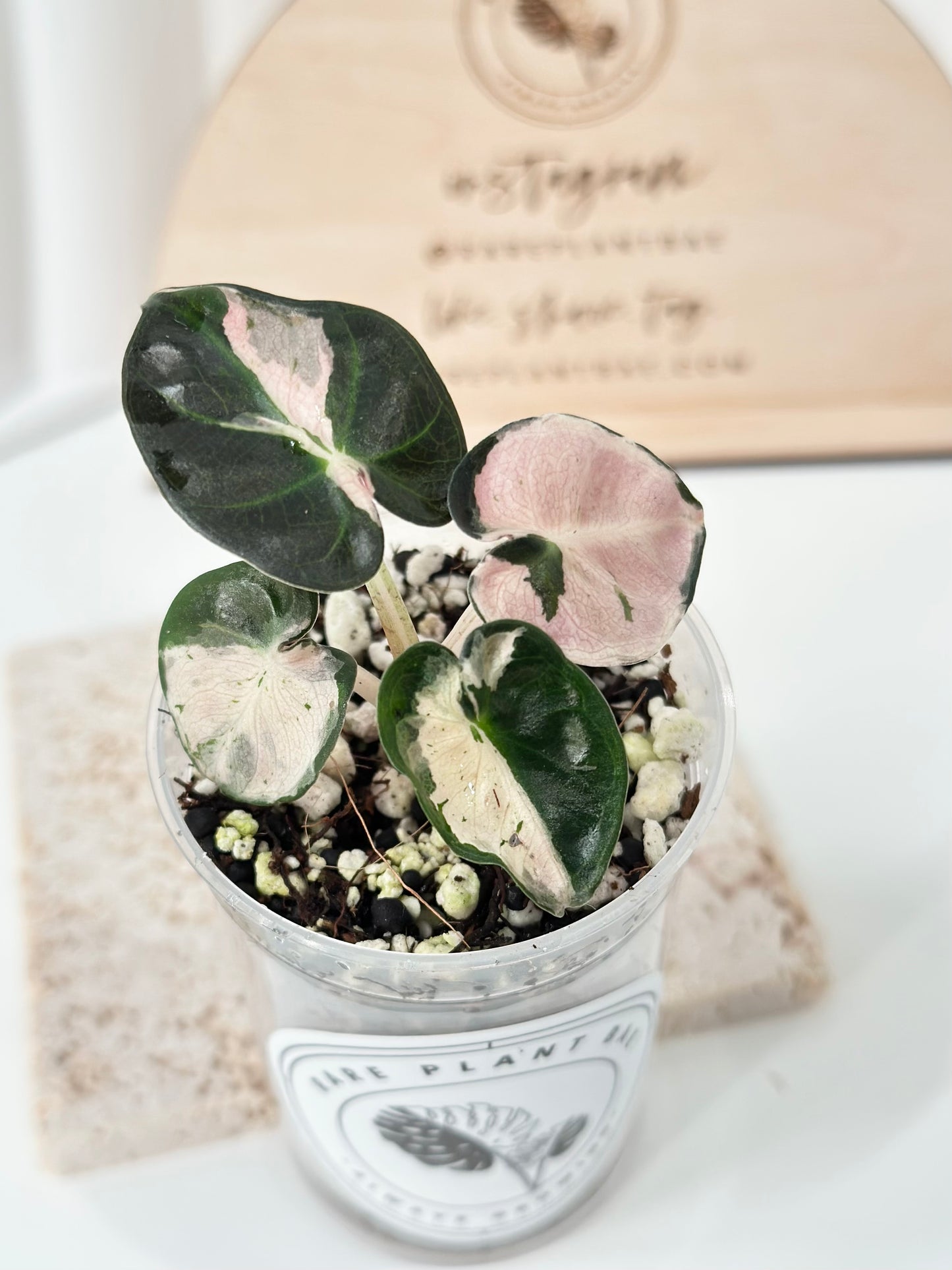 Alocasia Heart Balloon Variegated - Pink
