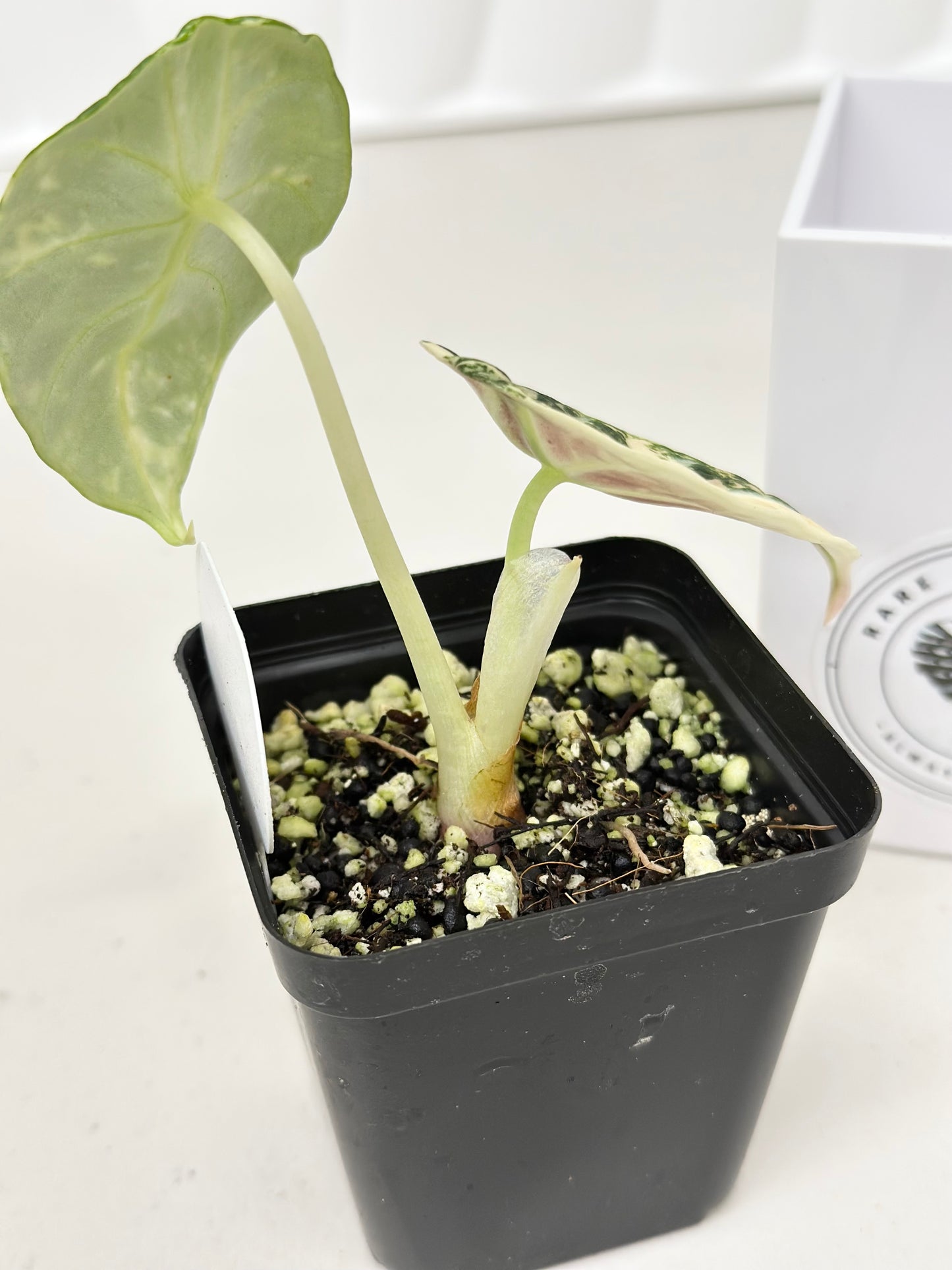 Alocasia Ninja variegated - albo