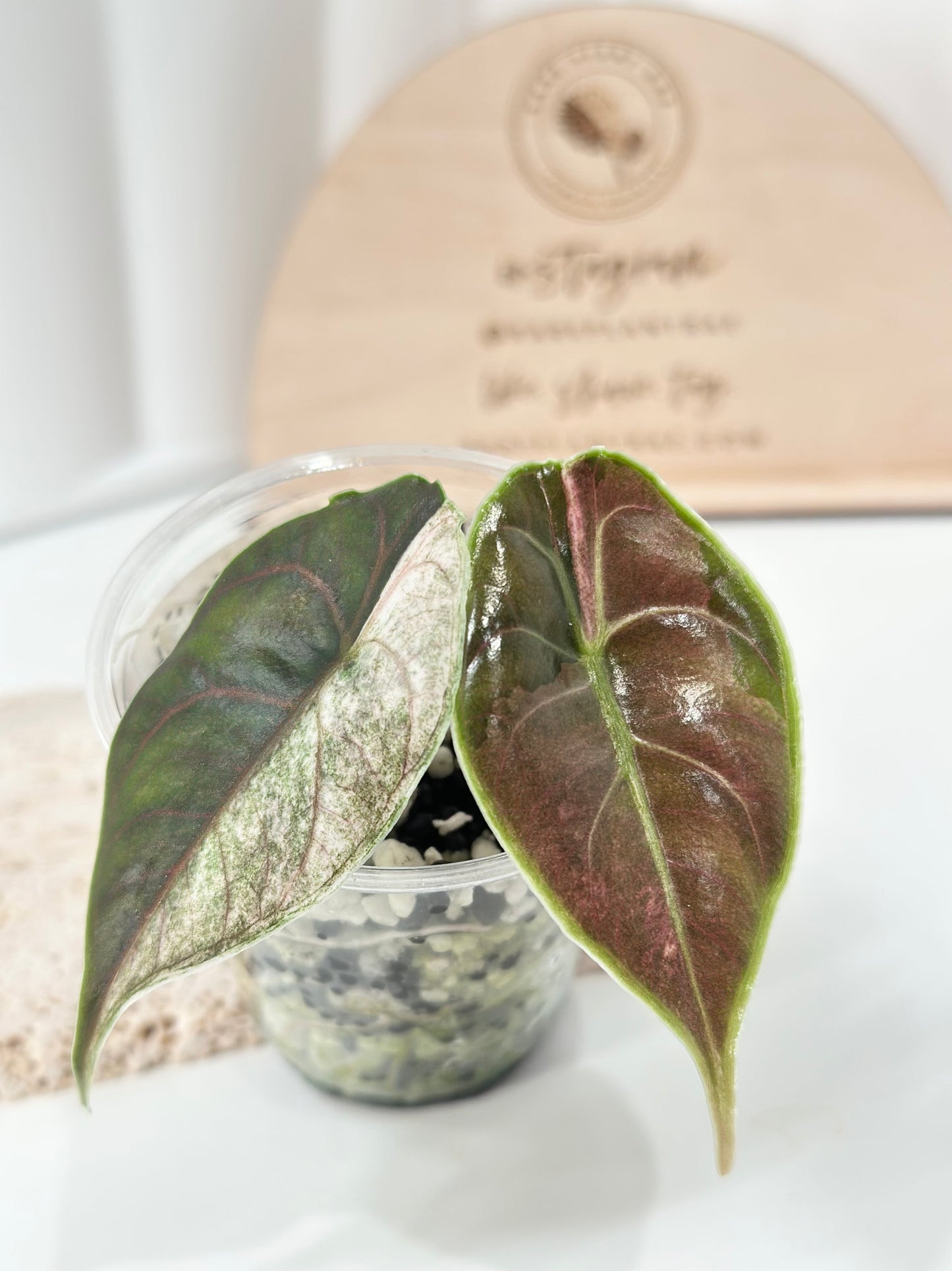 Alocasia Azlanii variegated - albo/pink