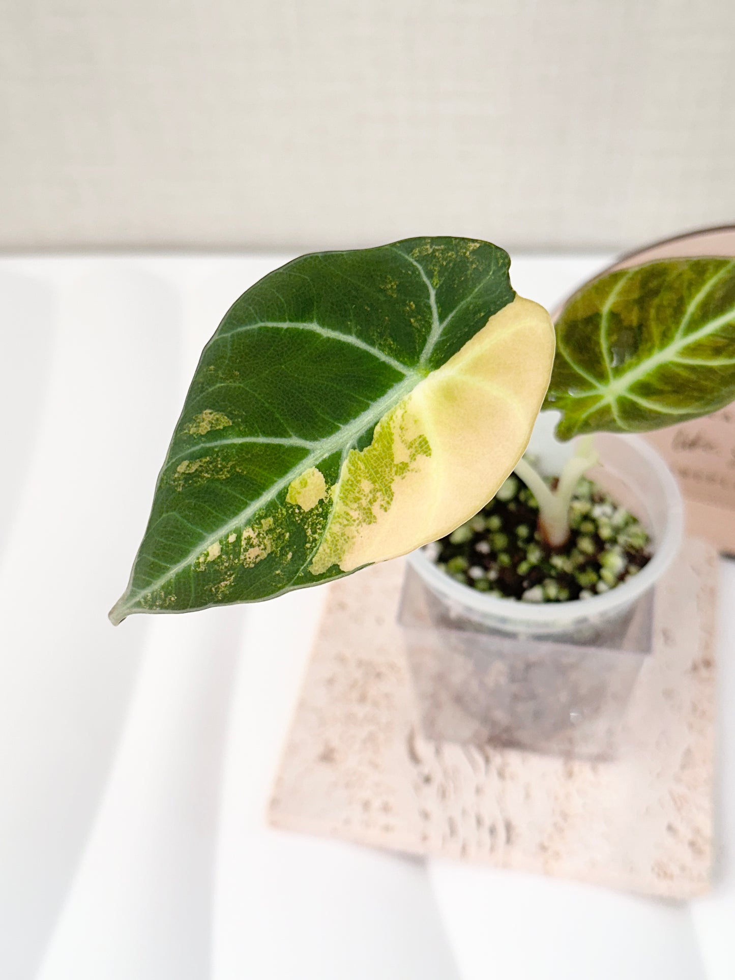 Alocasia Black Velvet Variegated - aurea