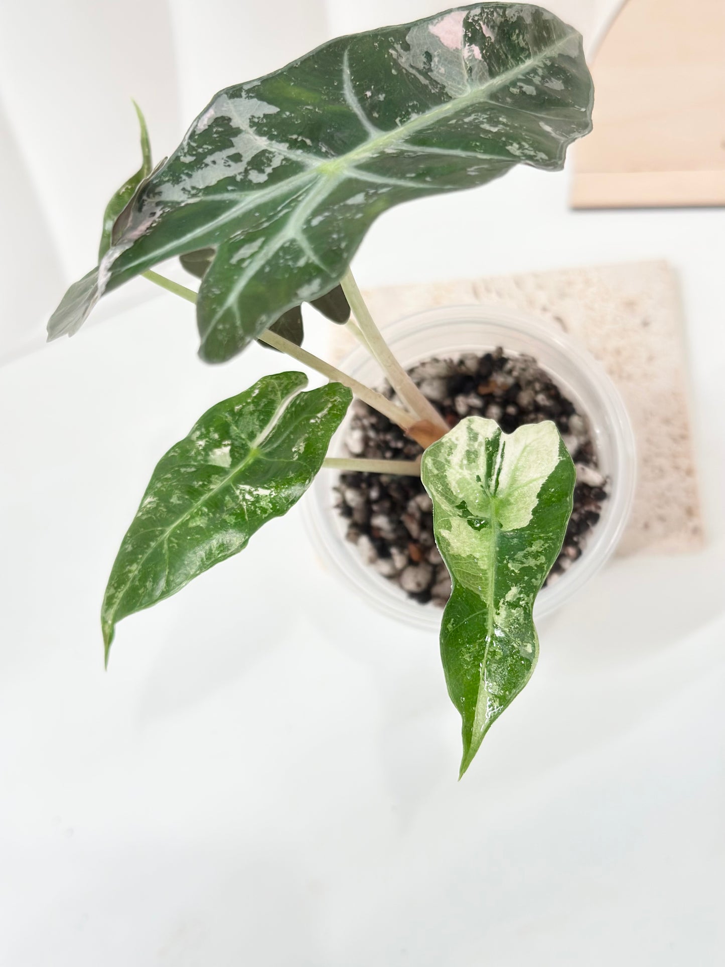 Alocasia Polly variegated - Pink