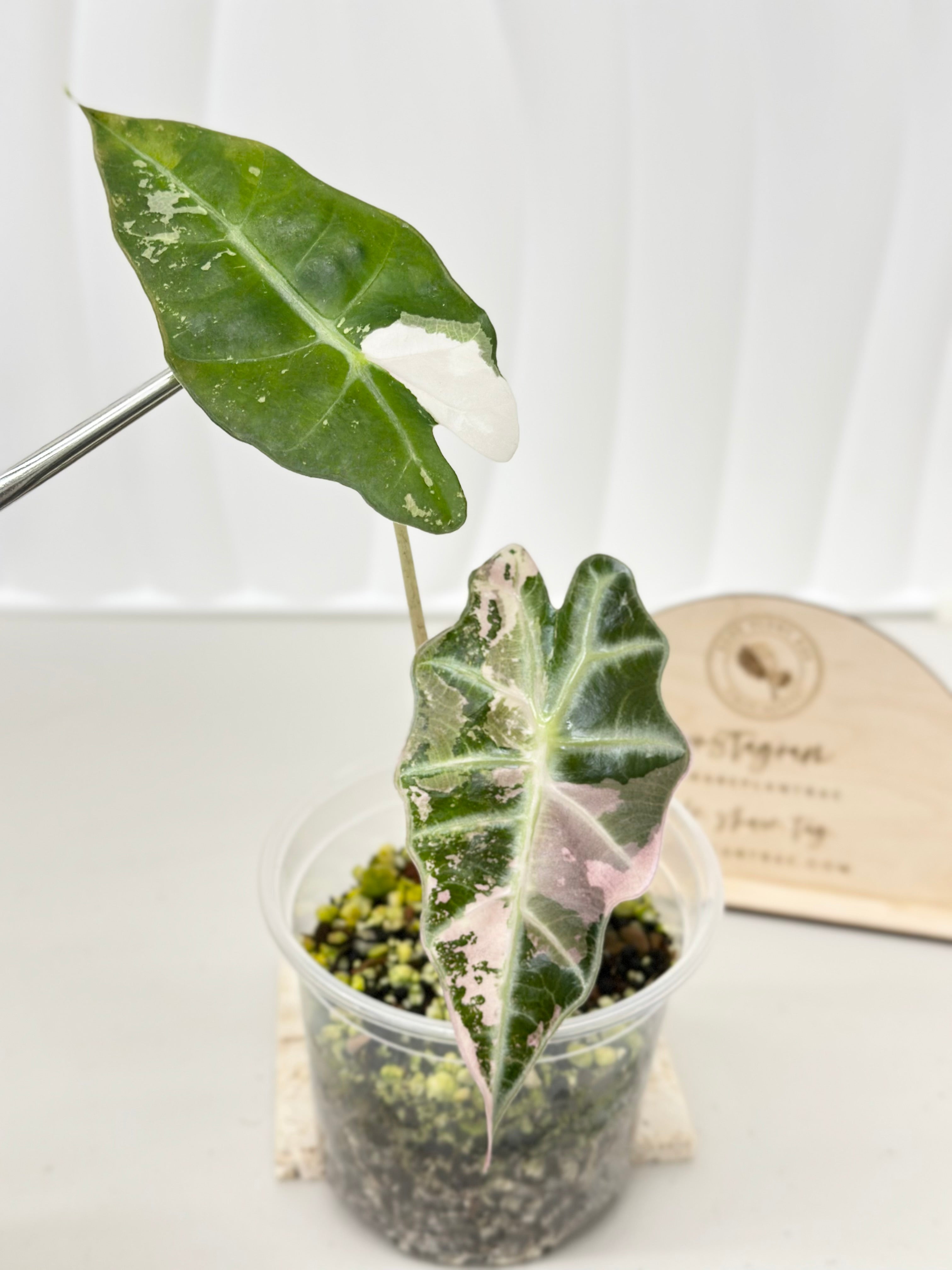 Alocasia Polly variegated - Pink – Rare Plant Bae