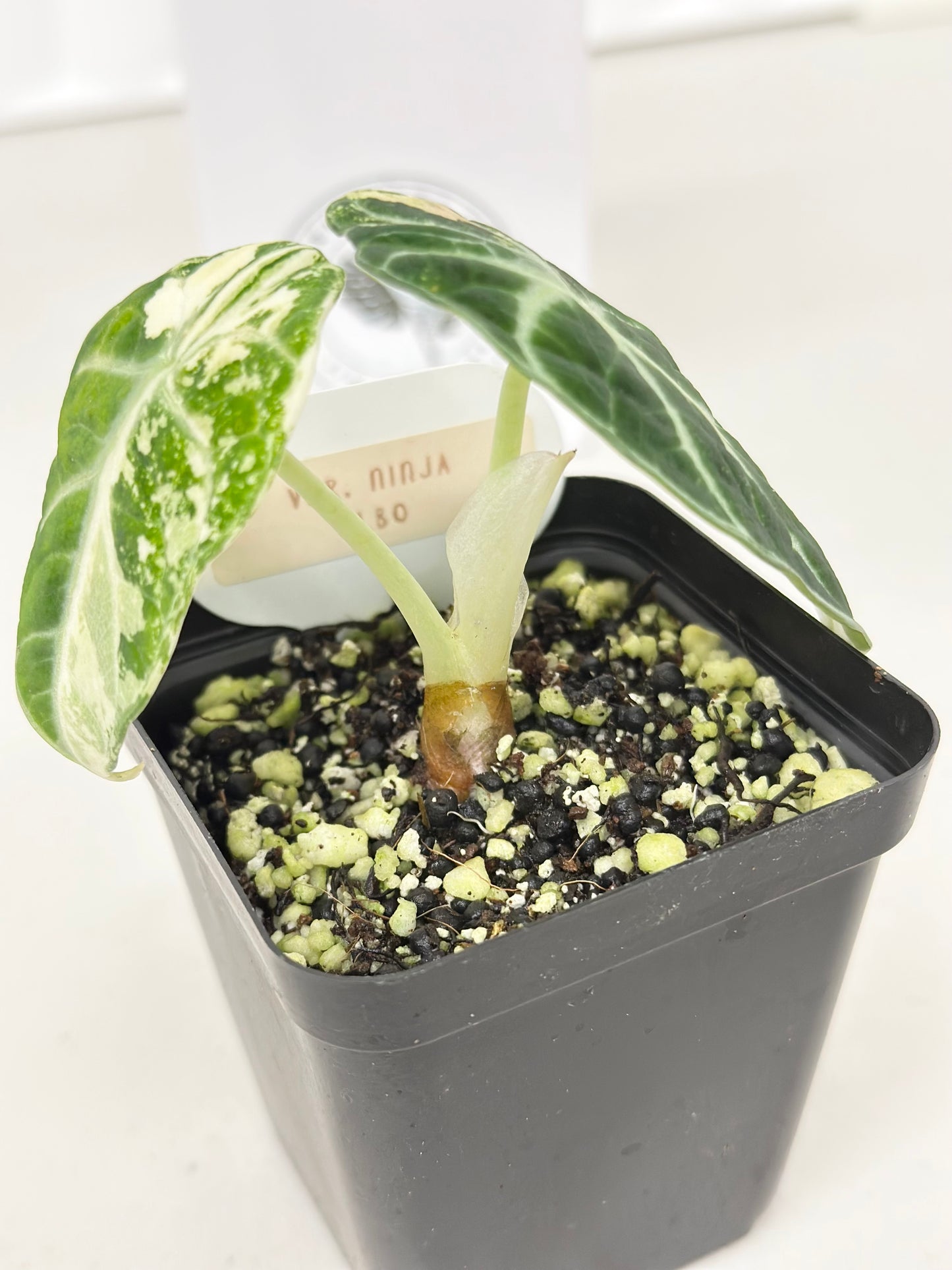 Alocasia Ninja variegated - albo