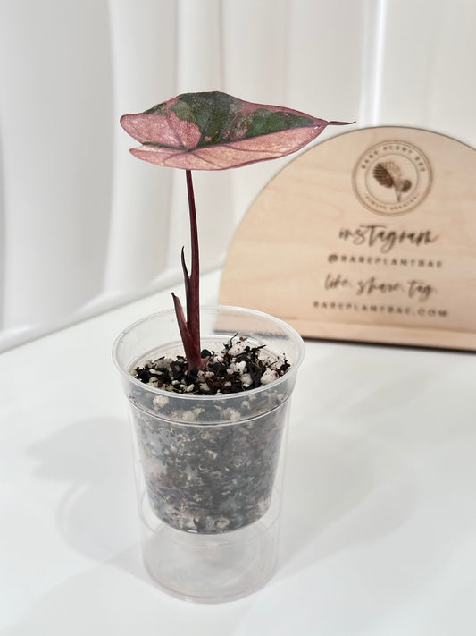 Alocasia Plumbea variegated - pink