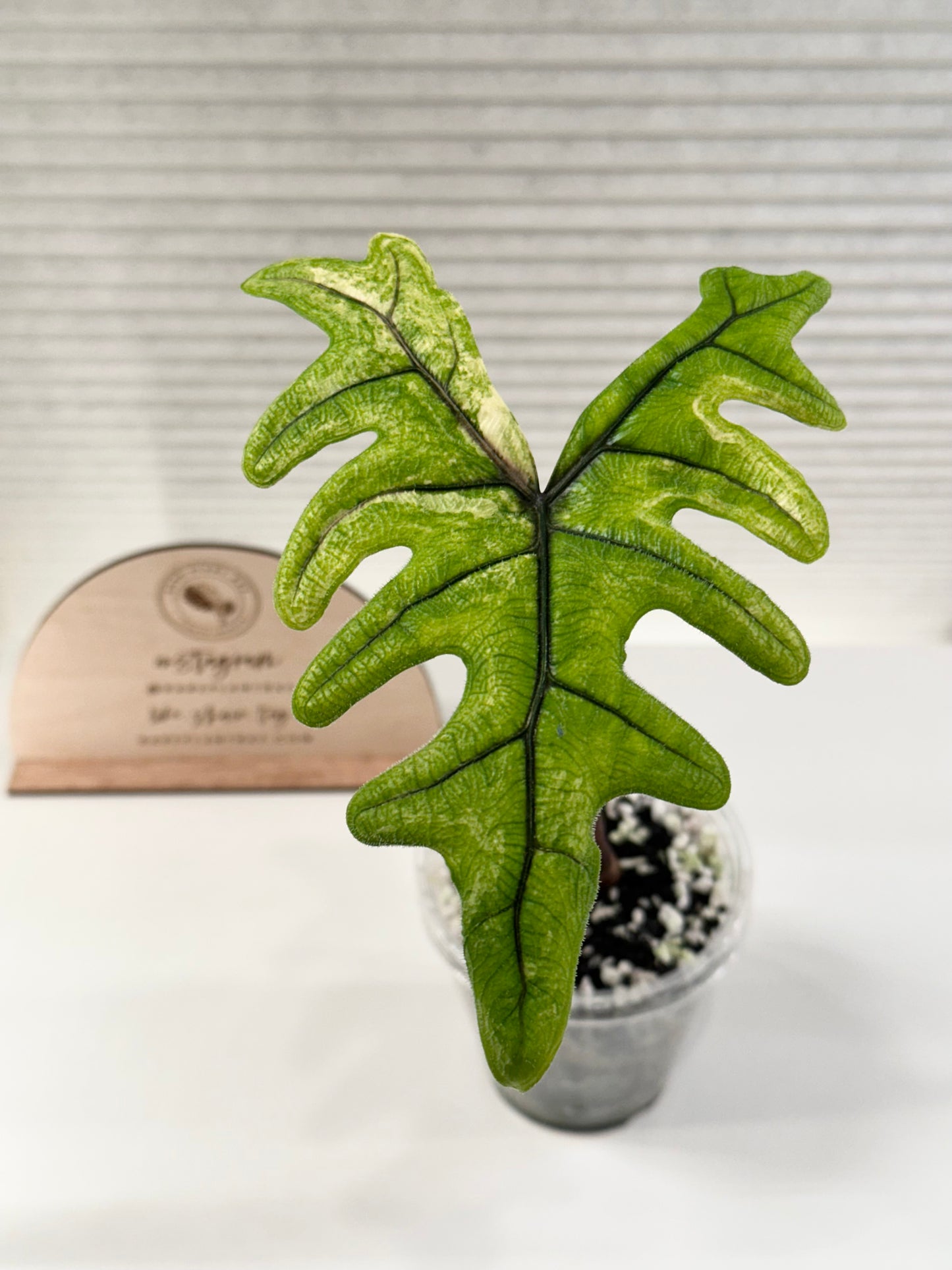 Alocasia Tandurusa variegated aurea (previously Jacklyn) (corming size)