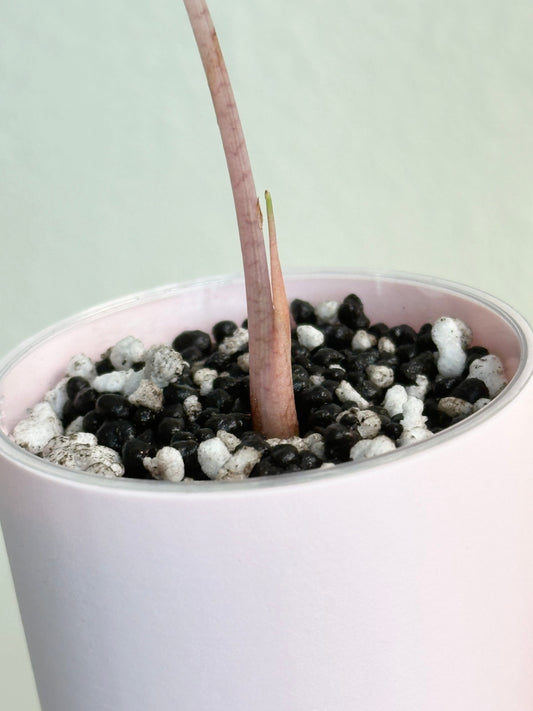 Alocasia Amazonica variegated - pink/albo (true US version)