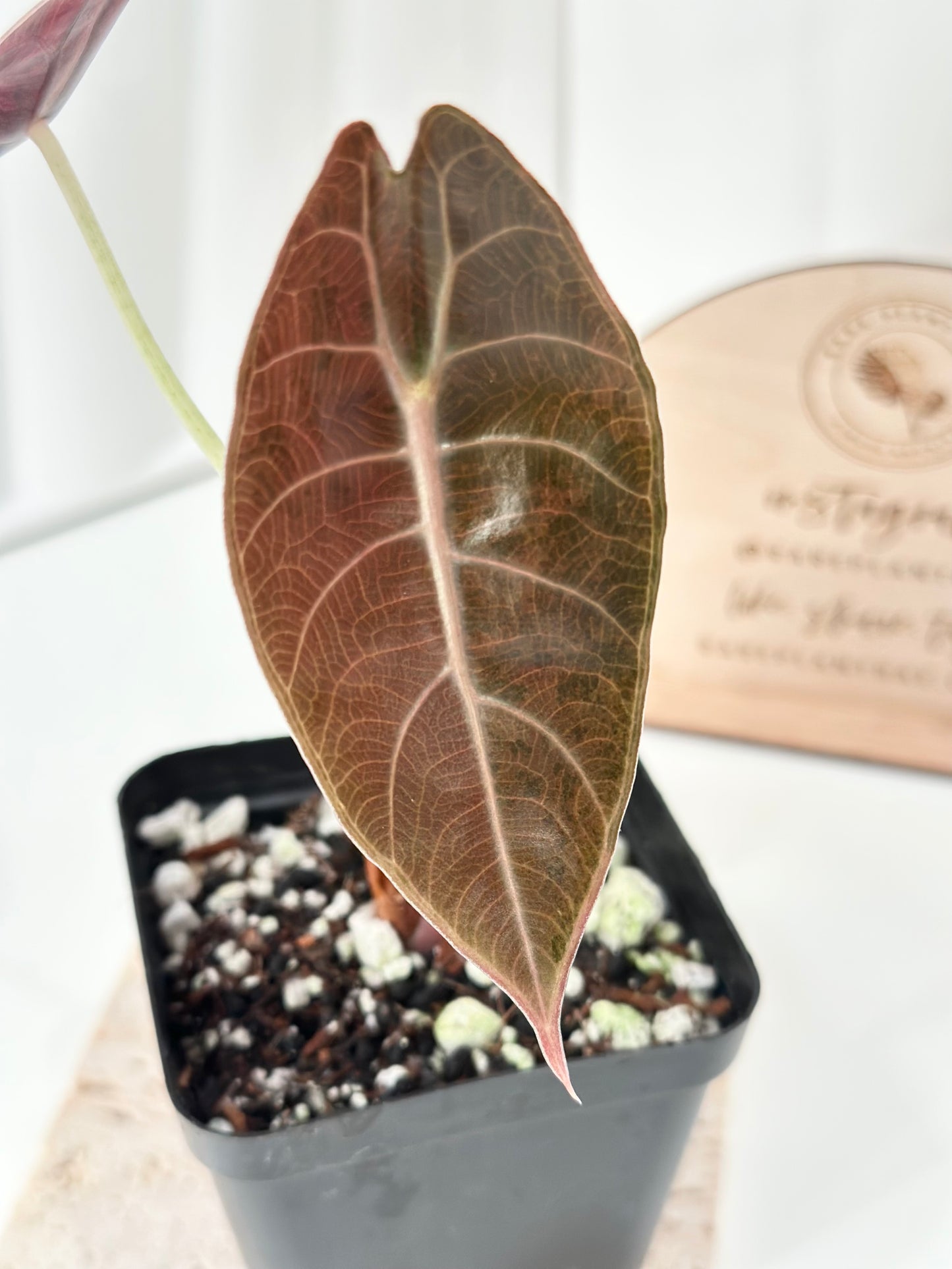 Alocasia Sedenii variegated - aurea
