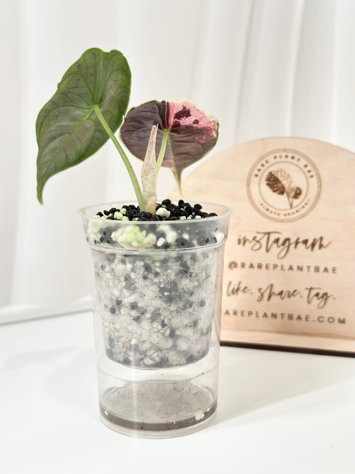 Alocasia Azlanii variegated - albo/pink