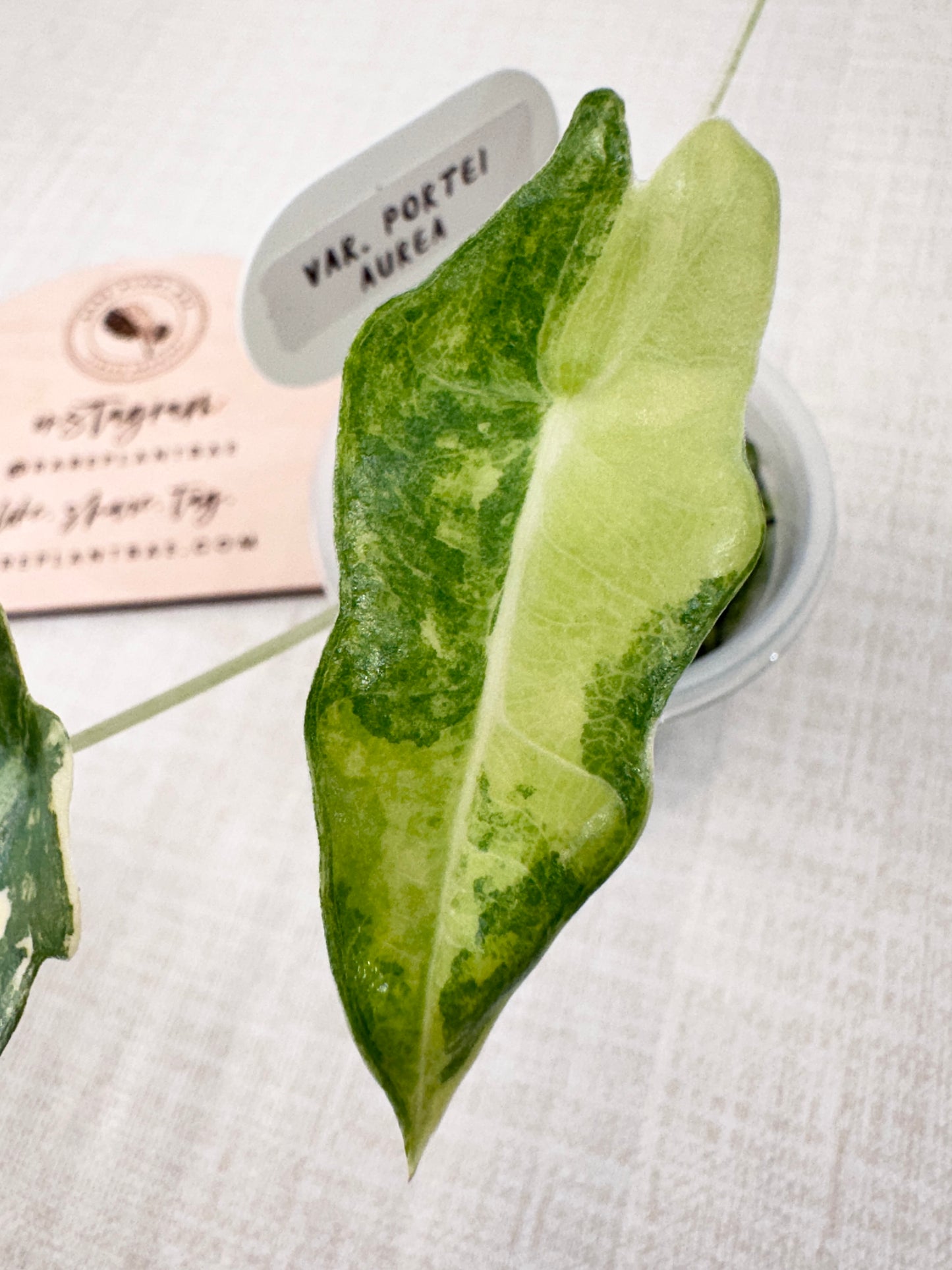 Alocasia Portei variegated - aurea *high var*