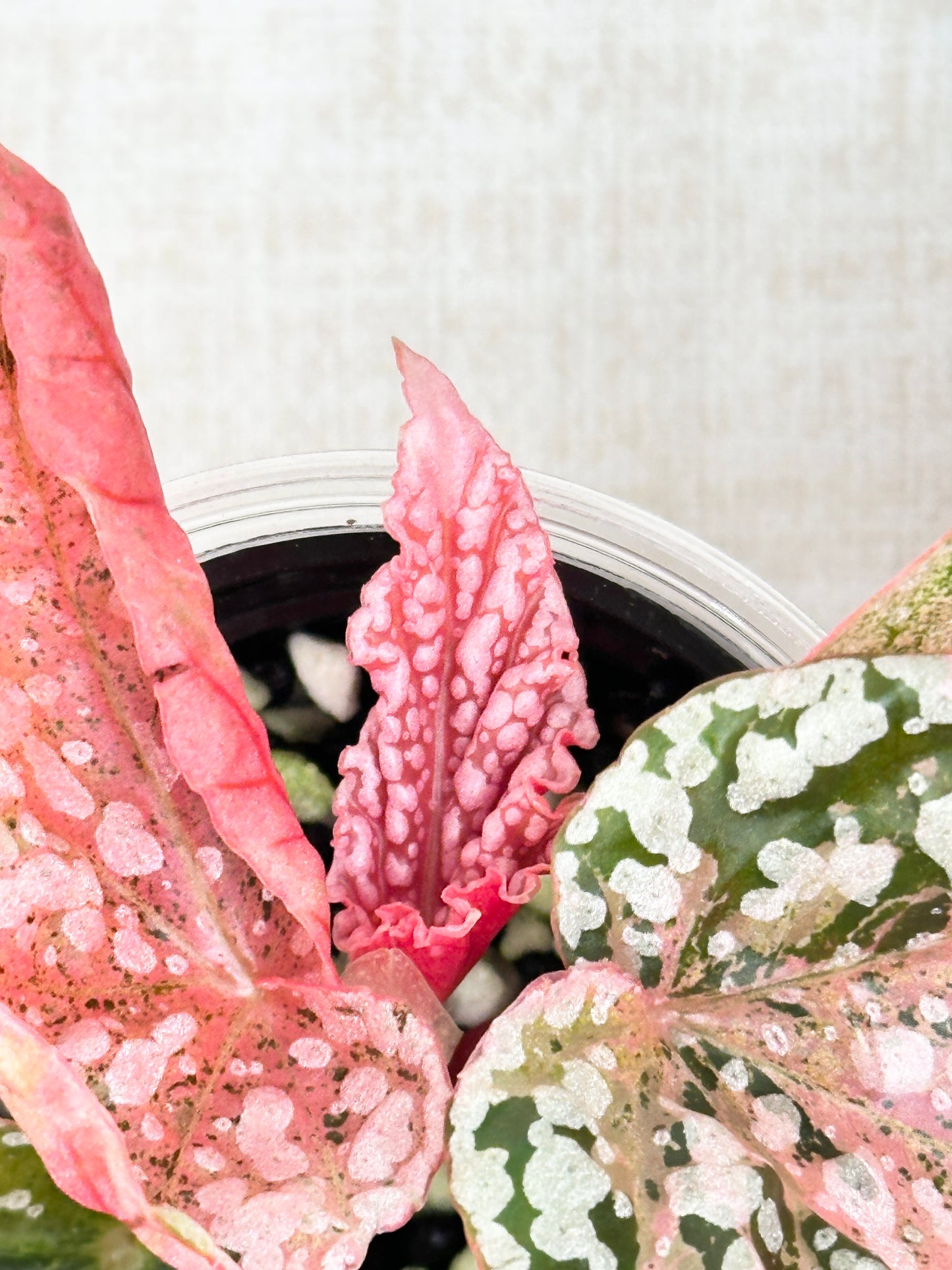 Begonia "Snow Capped" variegated