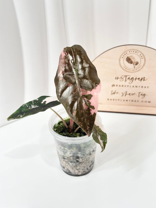 Alocasia Chantrieri Variegated - pink