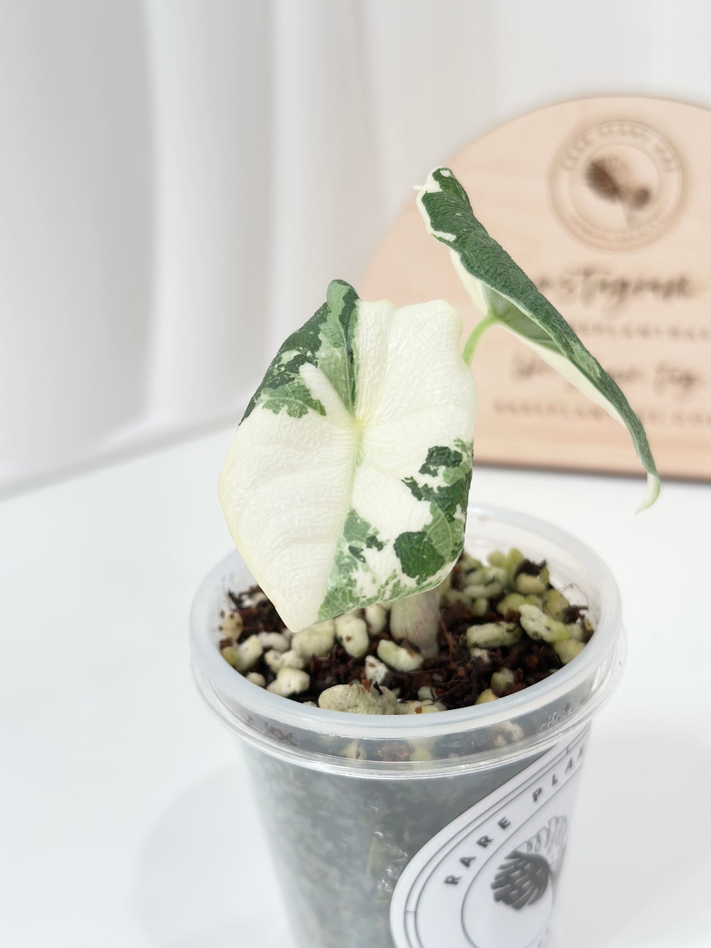 Alocasia Melo variegated - albo