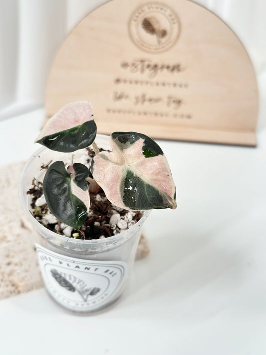 Alocasia Heart Balloon Variegated - pink