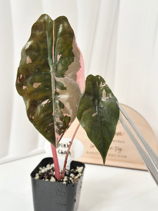 Alocasia Chantrieri Variegated - pink