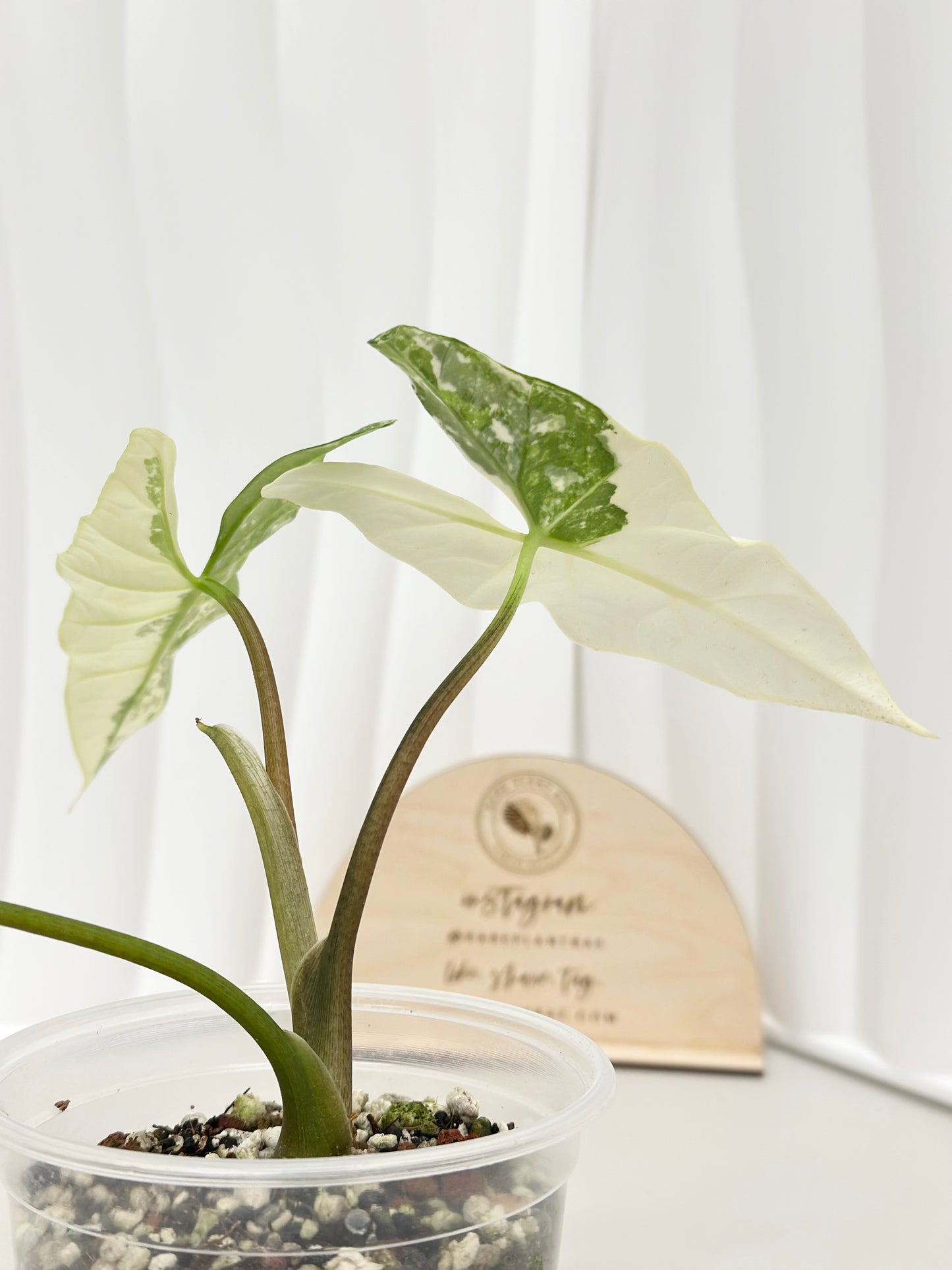 Alocasia Simpo Variegated - albo