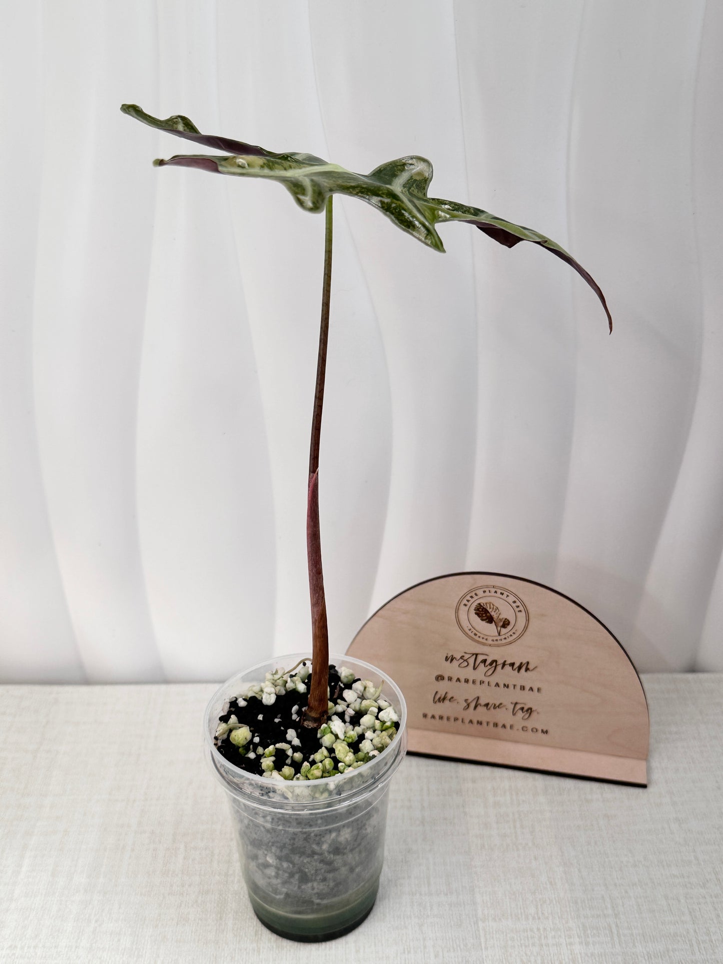 Alocasia Sanderiana "Nobilis" Variegated