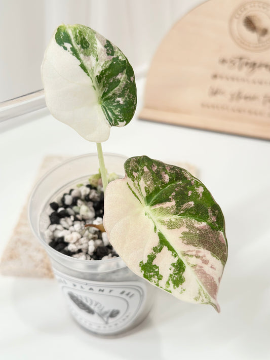 Alocasia Black Velvet Variegated - pink/albo