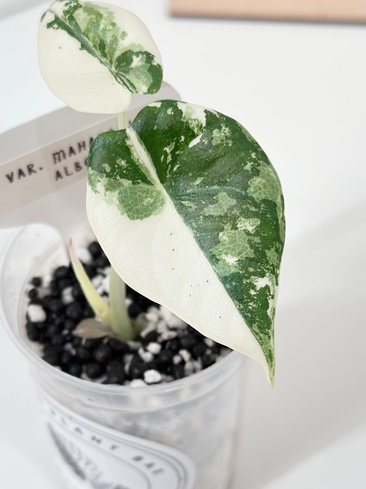 Alocasia Maharani variegated - albo