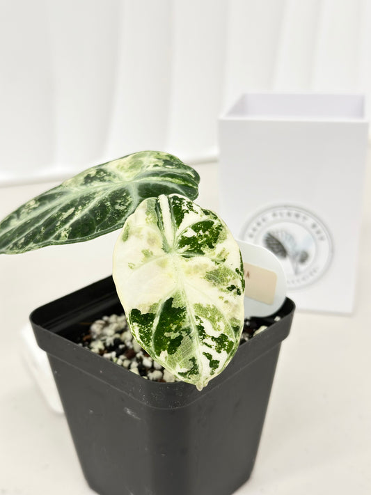 Alocasia Ninja variegated - albo