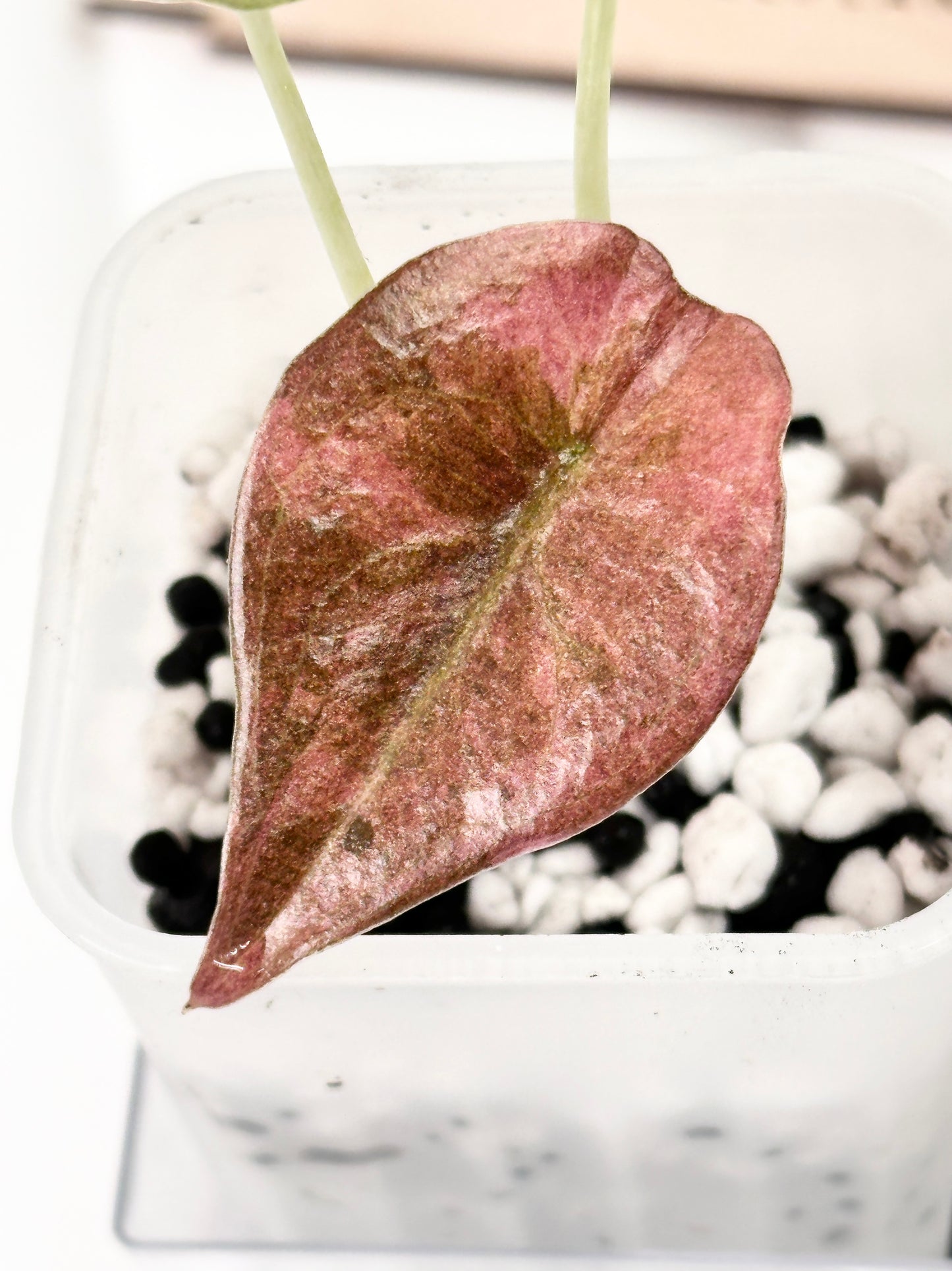 Alocasia Cuprea Variegated - Pink/Mint