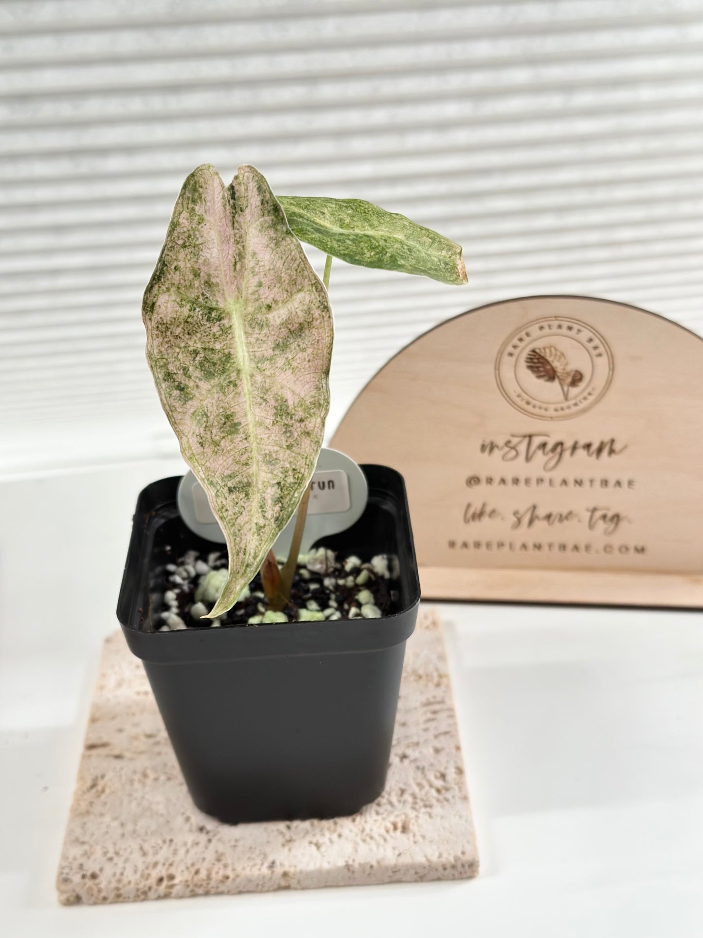 Alocasia Black Satun Variegated - Stardust