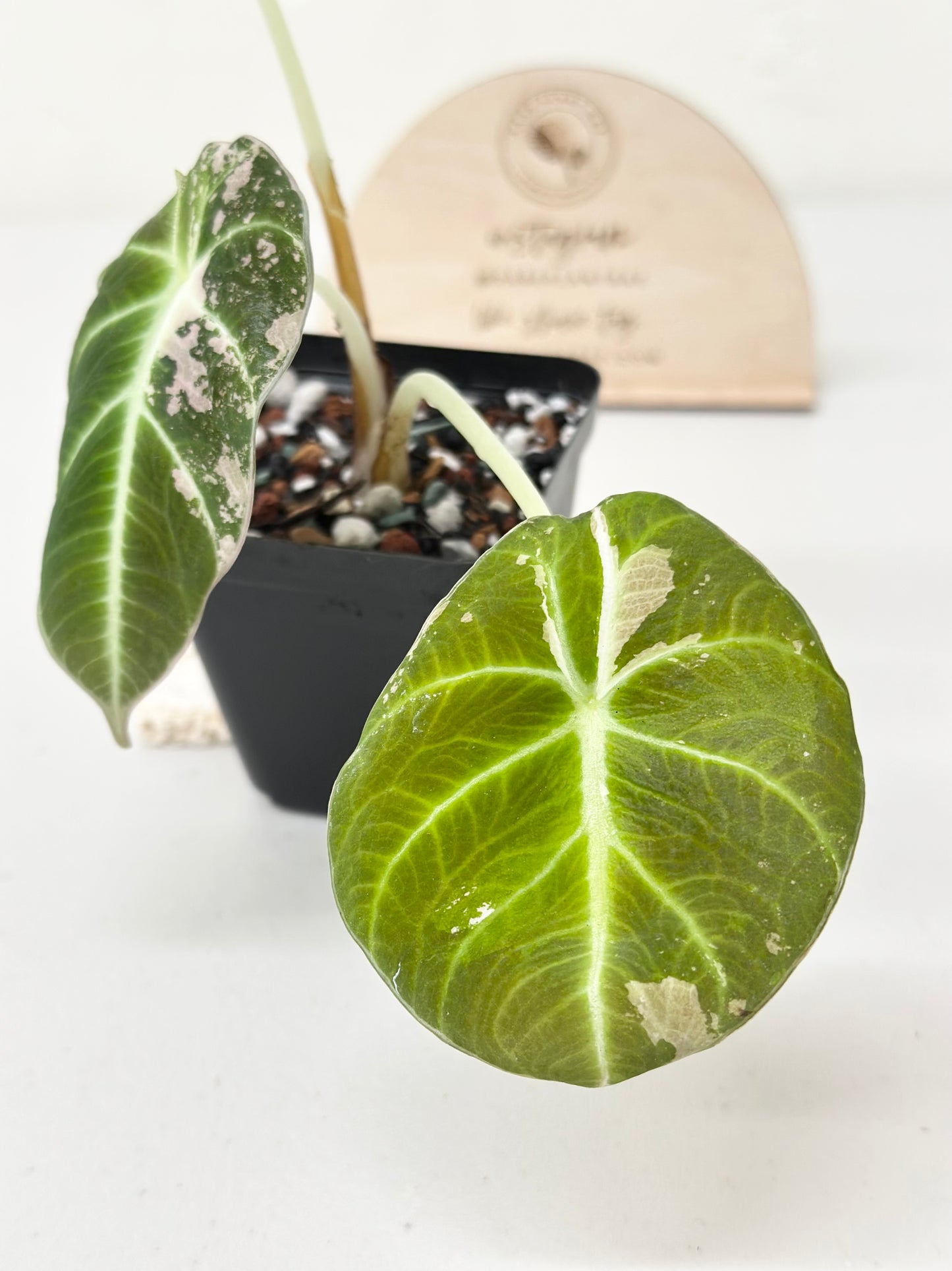 Alocasia Black Velvet Variegated - pink/albo