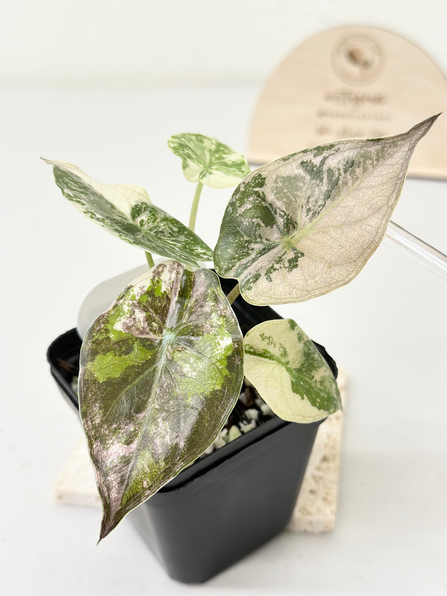 Alocasia Wentii variegated - pink/ albo (B)