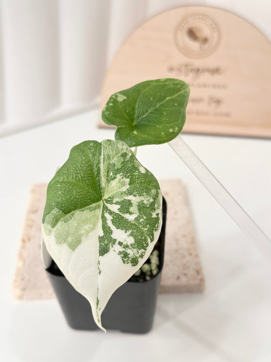 Alocasia Melo variegated - albo