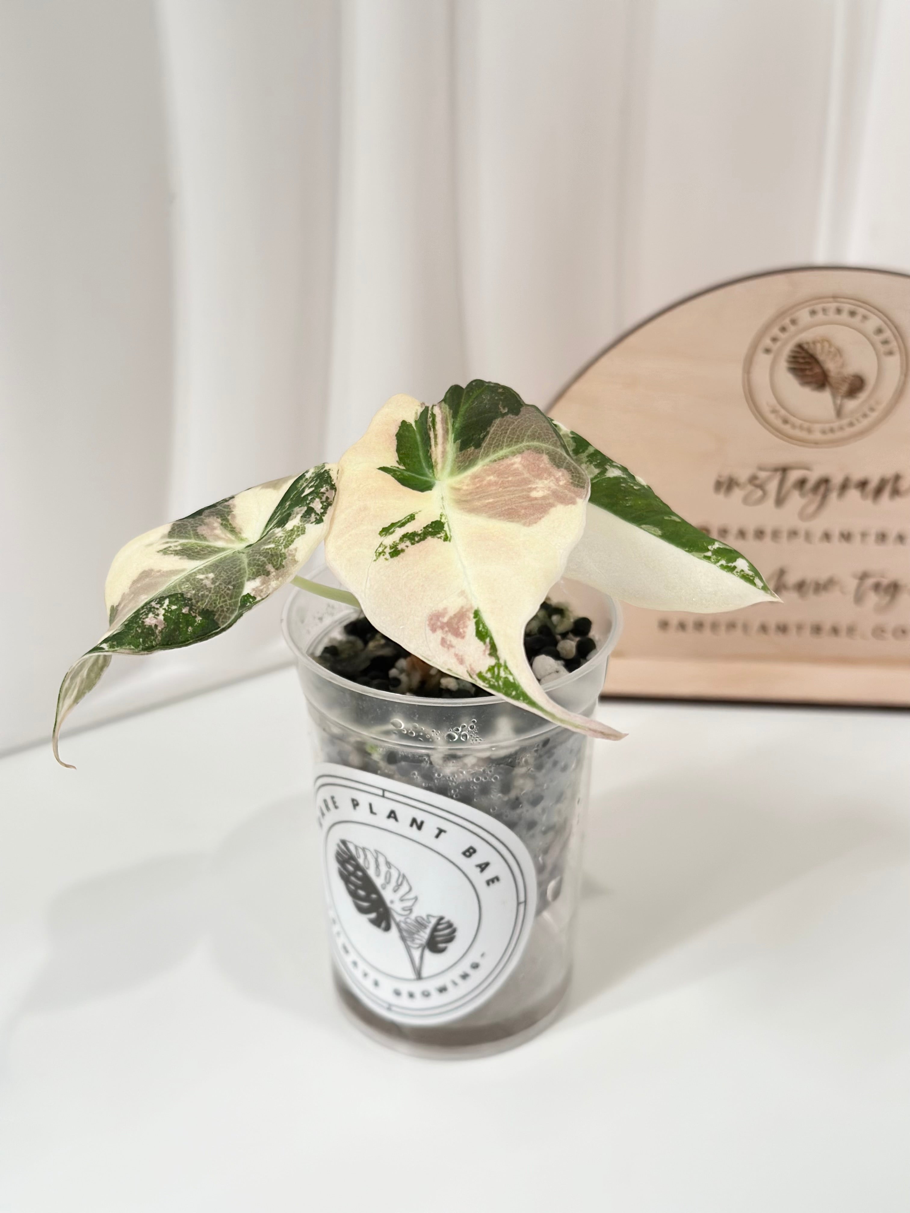 Alocasia Black Velvet Pink Albo│アロカシア Alocasia Black Velvet Albo Pink variegated Tissue Culture
