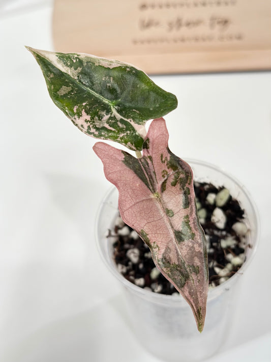 Alocasia Sanderiana "Nobilis K" Variegated - pink