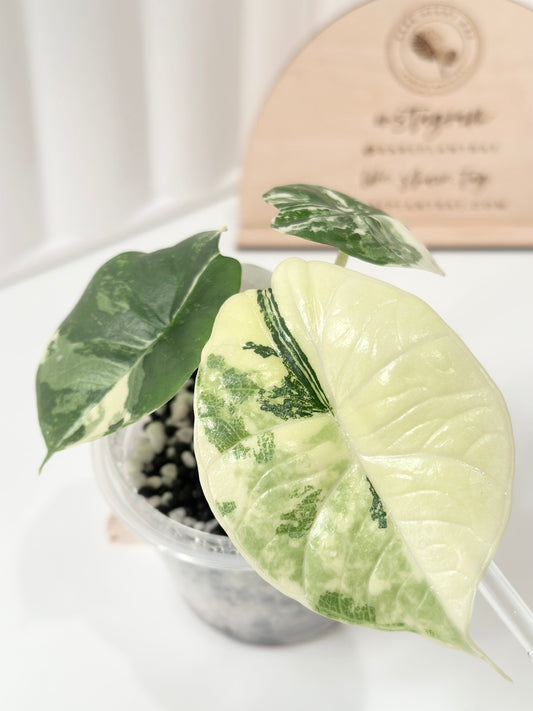 Alocasia Bisma "Platinum" variegated - albo
