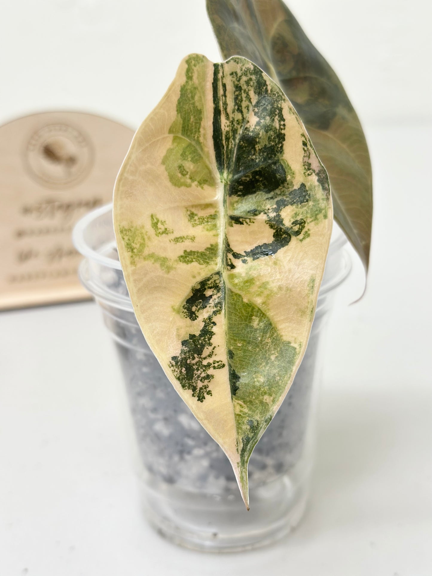 Alocasia Sedenii variegated - aurea *premium var*