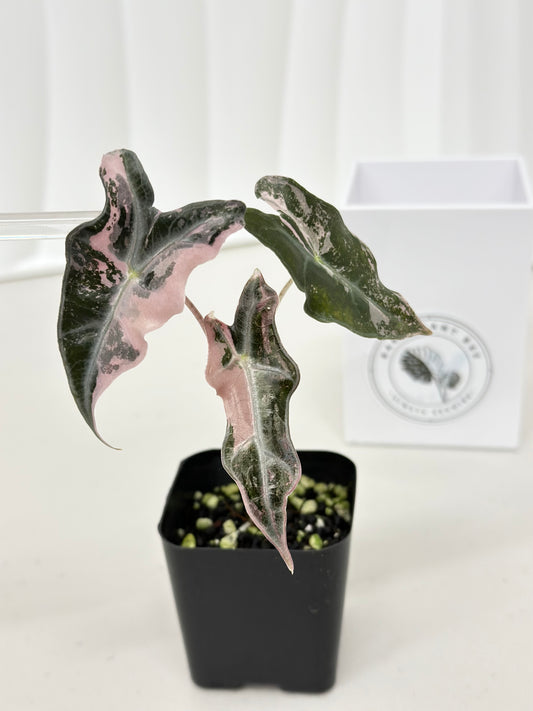 Alocasia Sanderiana "Nobilis K" Variegated - pink
