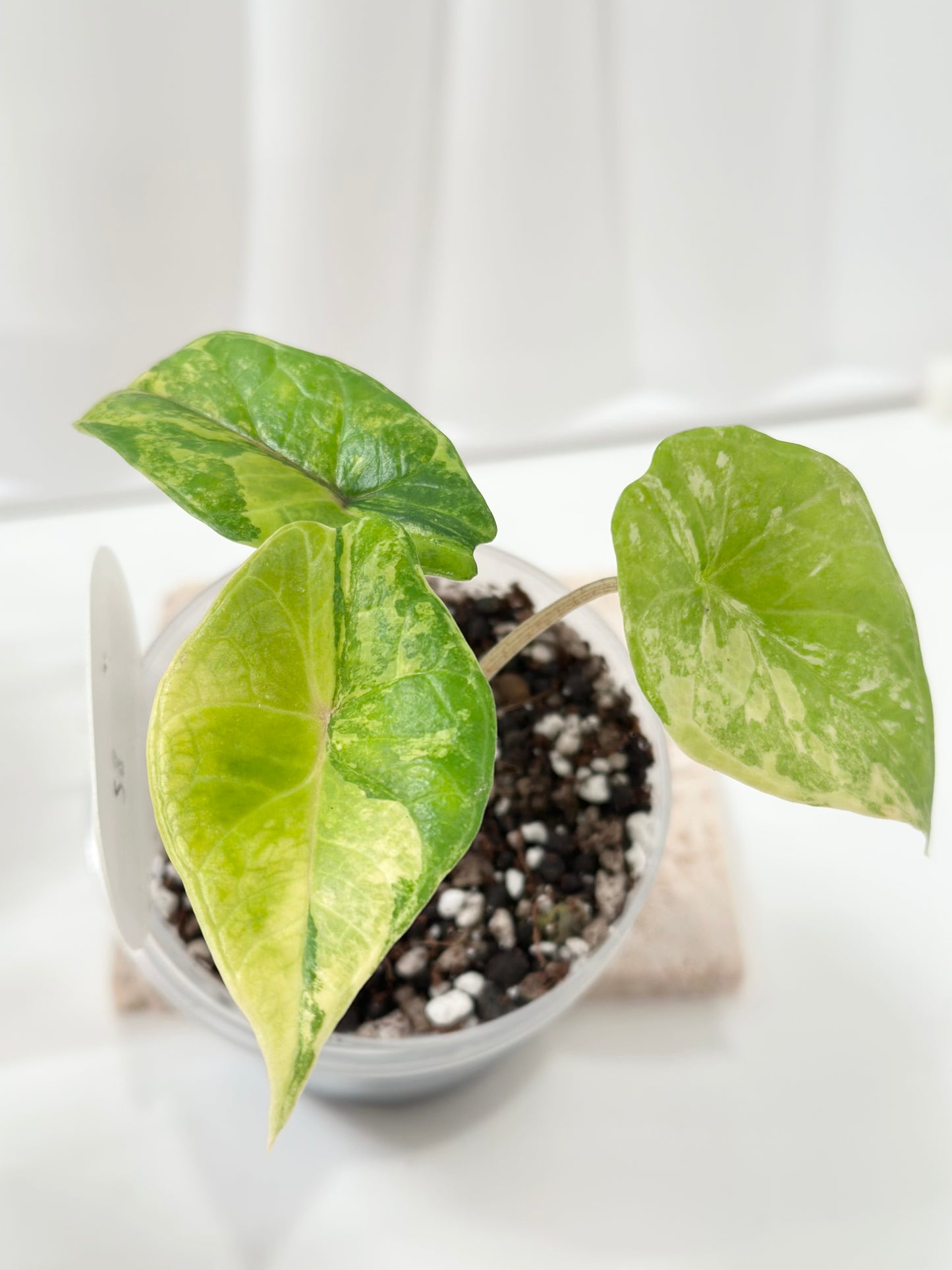 Alocasia Scalprum variegated - aurea (S8)