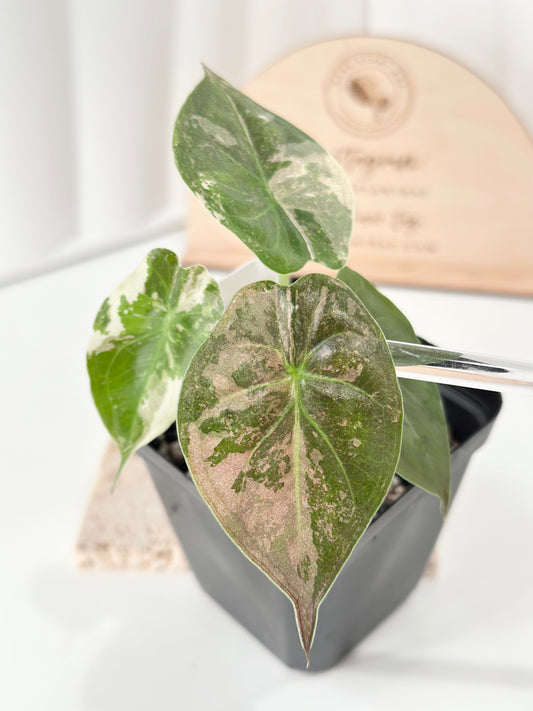 Alocasia Wentii variegated - pink/ albo (A6)