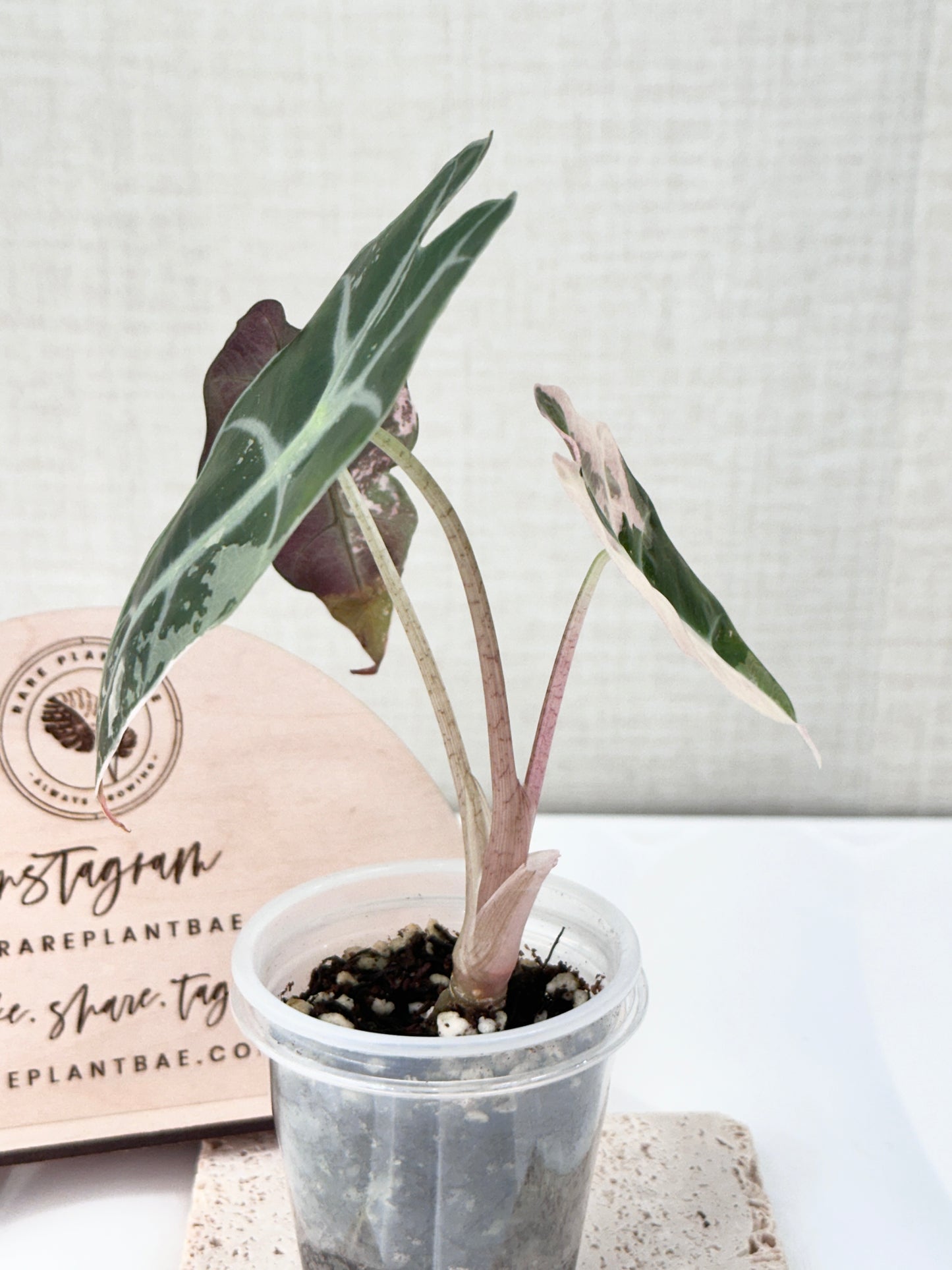 Alocasia Polly variegated - Pink