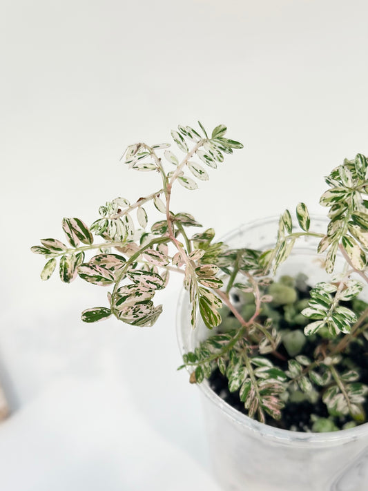 Phyllanthus Urinaria variegated - pink (A11)