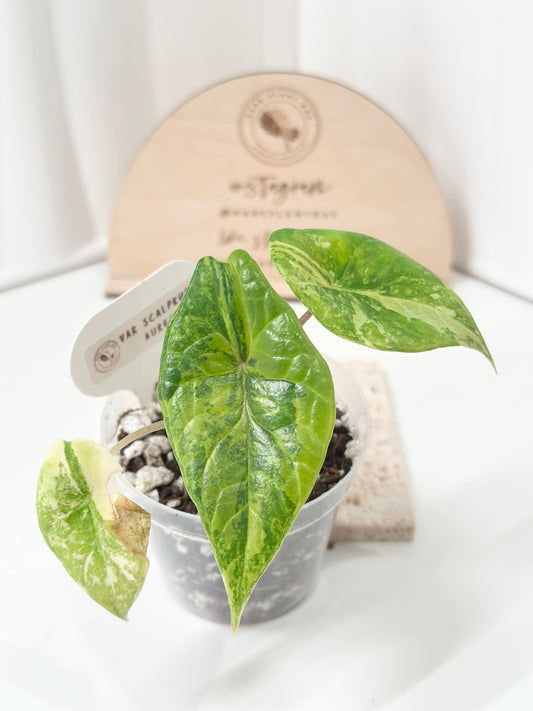 Alocasia Scalprum variegated - aurea