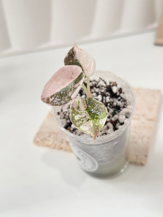 Alocasia Cuprea Variegated - pink marble