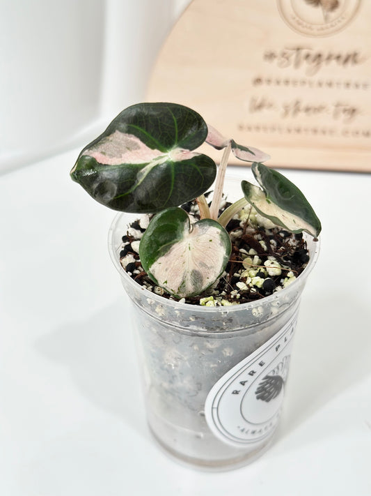 Alocasia Heart Balloon Variegated - Pink
