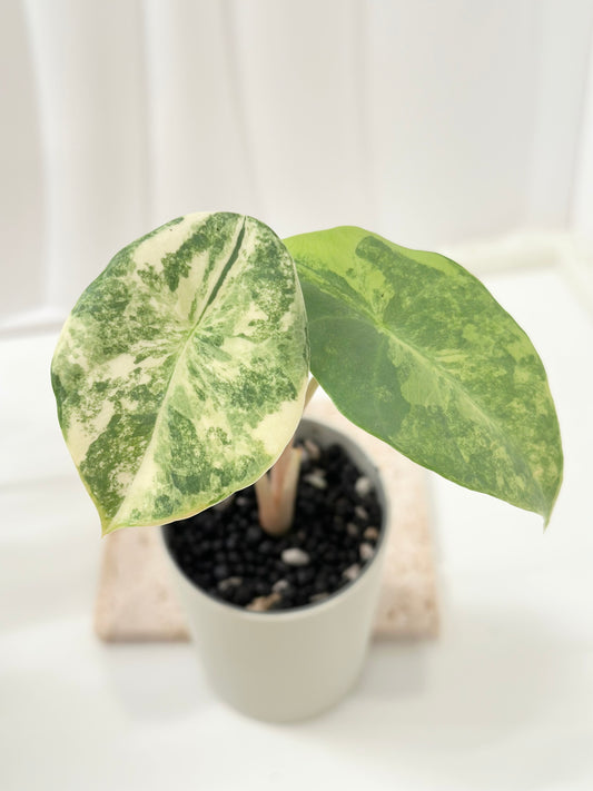 Alocasia Perakensis variegated - aurea *offshoot*