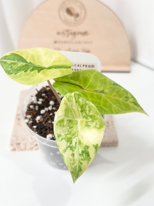 Alocasia Scalprum variegated - aurea