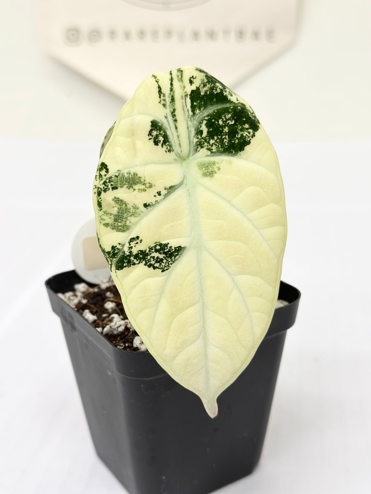 Alocasia Ninja variegated - albo