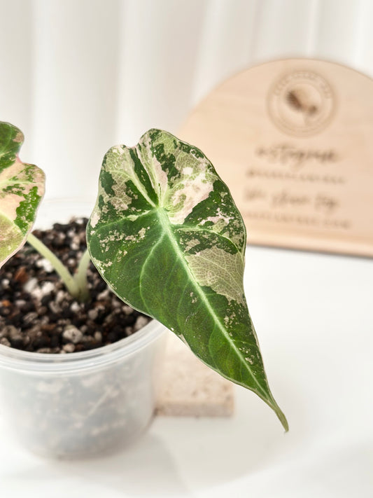 Alocasia Black Velvet Variegated - pink/albo
