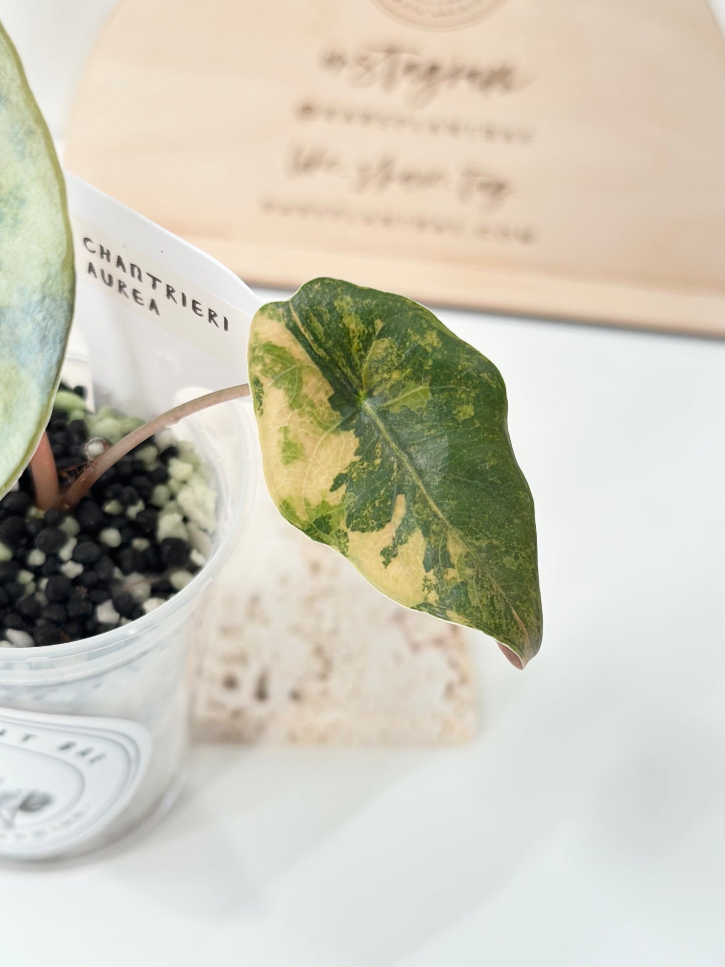 Alocasia Chantrieri variegated - aurea