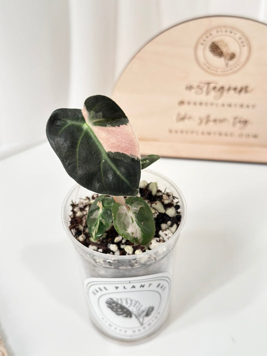 Alocasia Heart Balloon Variegated - Pink