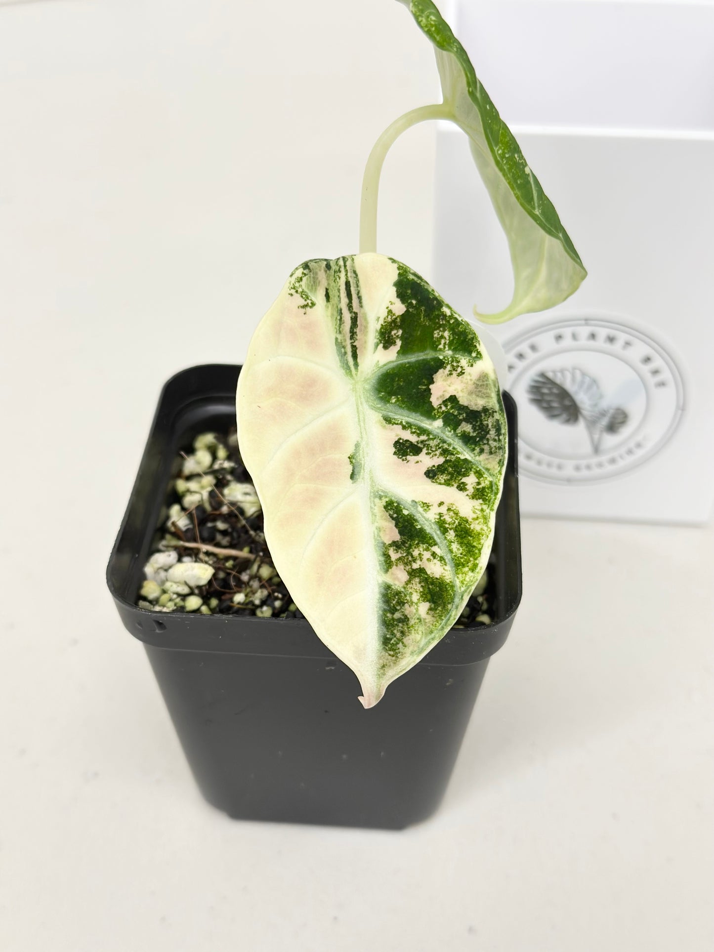 Alocasia Ninja variegated - albo
