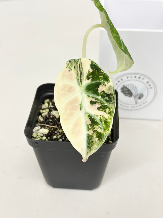 Alocasia Ninja variegated - albo