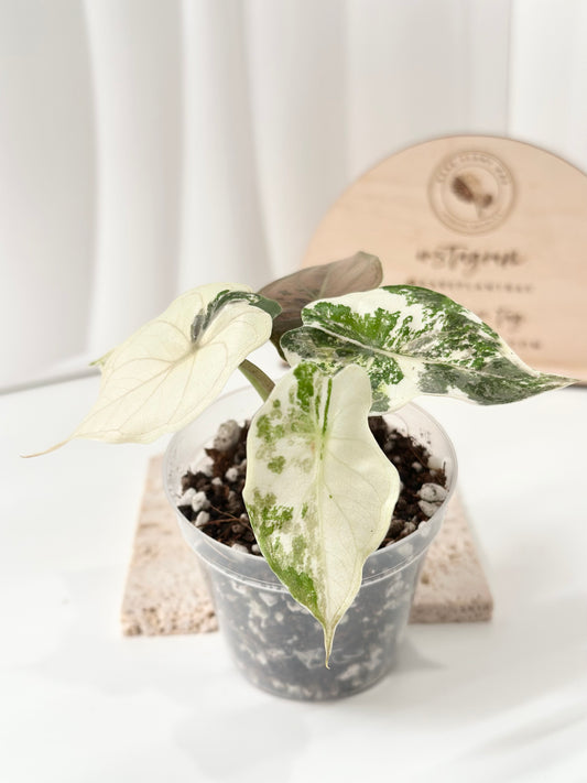 Alocasia Wentii variegated - pink/ albo (A9)