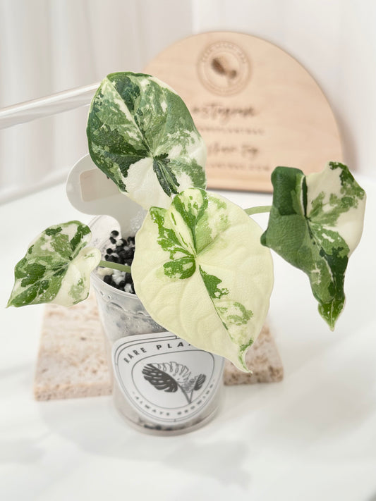 Alocasia Melo variegated - albo